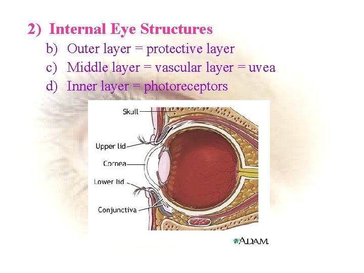 2) Internal Eye Structures b) Outer layer = protective layer c) Middle layer =