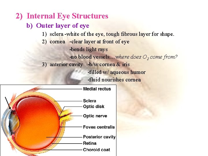 2) Internal Eye Structures b) Outer layer of eye 1) sclera -white of the