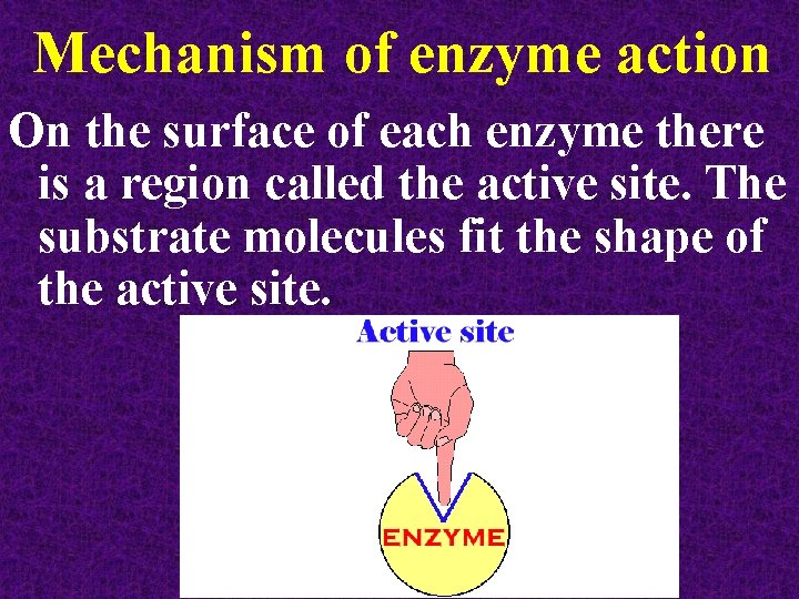 Mechanism of enzyme action On the surface of each enzyme there is a region Mechanism of enzyme action On the surface of each enzyme there is a region