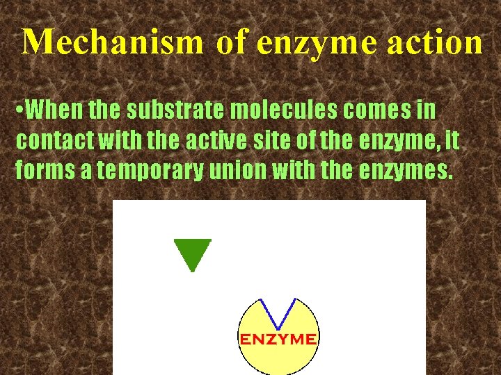 Mechanism of enzyme action • When the substrate molecules comes in contact with the Mechanism of enzyme action • When the substrate molecules comes in contact with the