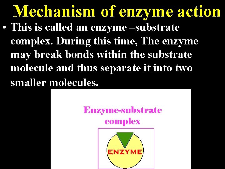 Mechanism of enzyme action • This is called an enzyme –substrate complex. During this Mechanism of enzyme action • This is called an enzyme –substrate complex. During this