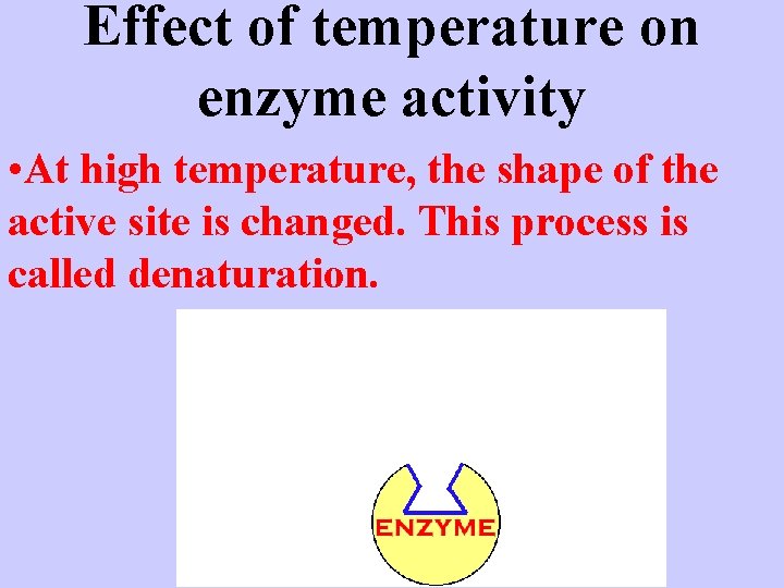 Effect of temperature on enzyme activity • At high temperature, the shape of the Effect of temperature on enzyme activity • At high temperature, the shape of the