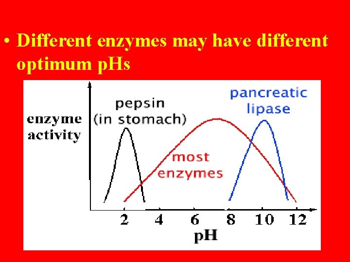 • Different enzymes may have different optimum p. Hs • Different enzymes may have different optimum p. Hs