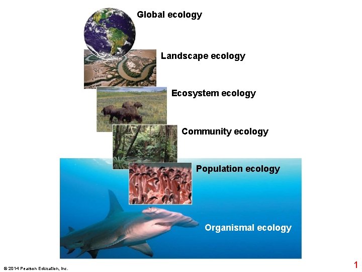 Global ecology Landscape ecology Ecosystem ecology Community ecology Population ecology Organismal ecology © 2014
