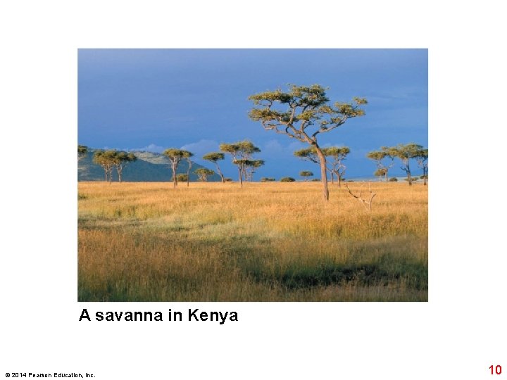 A savanna in Kenya © 2014 Pearson Education, Inc. 10 