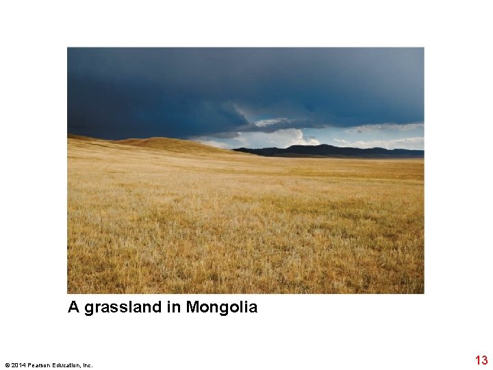 A grassland in Mongolia © 2014 Pearson Education, Inc. 13 