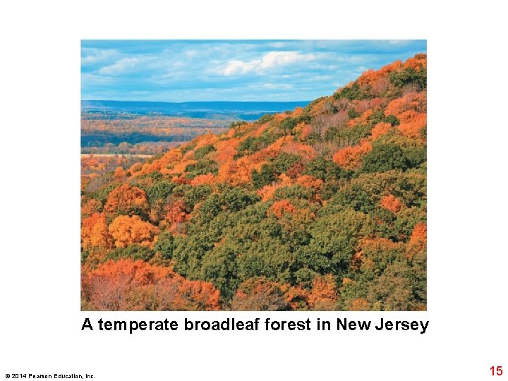 A temperate broadleaf forest in New Jersey © 2014 Pearson Education, Inc. 15 