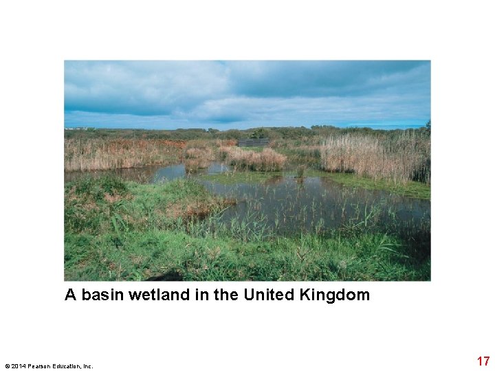 A basin wetland in the United Kingdom © 2014 Pearson Education, Inc. 17 