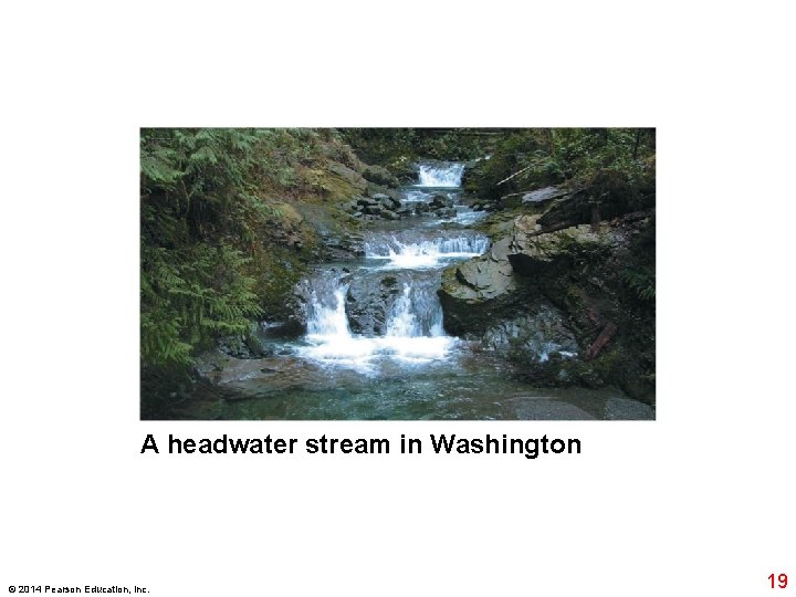 A headwater stream in Washington © 2014 Pearson Education, Inc. 19 