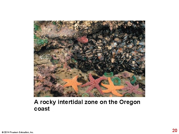 A rocky intertidal zone on the Oregon coast © 2014 Pearson Education, Inc. 20