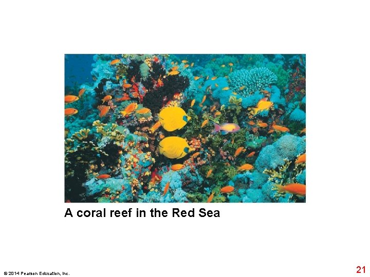 A coral reef in the Red Sea © 2014 Pearson Education, Inc. 21 