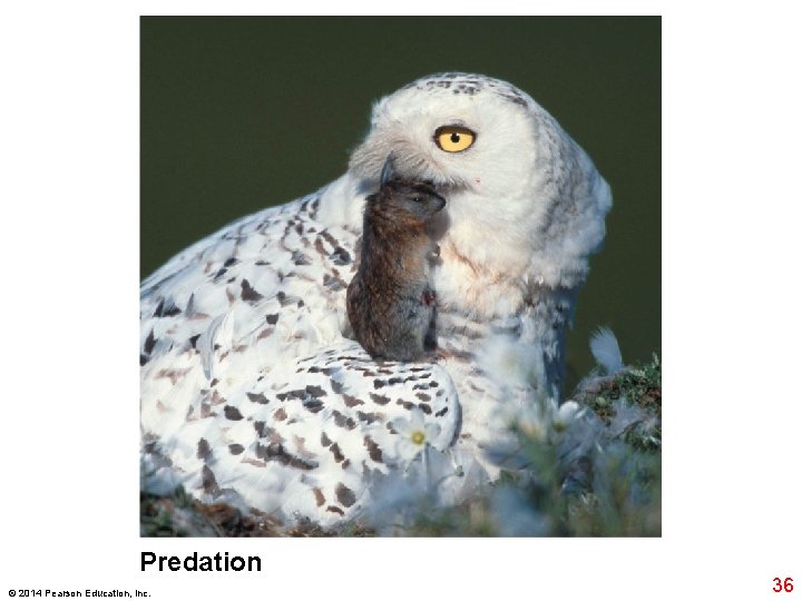 Predation © 2014 Pearson Education, Inc. 36 