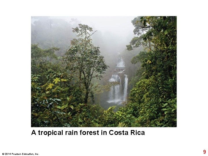 A tropical rain forest in Costa Rica © 2014 Pearson Education, Inc. 9 