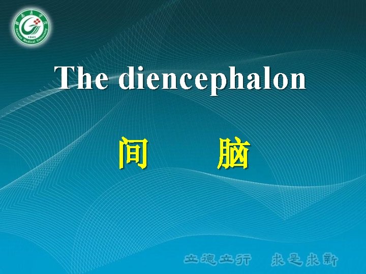 The diencephalon 间 脑 