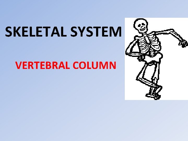 SKELETAL SYSTEM VERTEBRAL COLUMN 