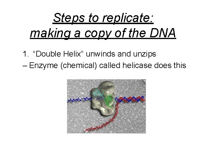 Steps to replicate: making a copy of the DNA 1. “Double Helix” unwinds and