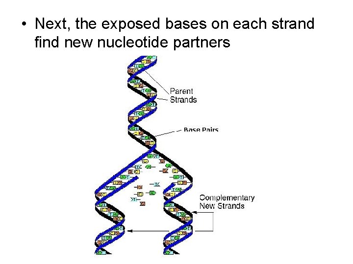  • Next, the exposed bases on each strand find new nucleotide partners 