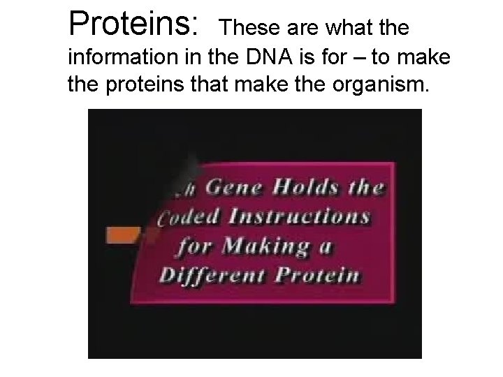 Proteins: These are what the information in the DNA is for – to make