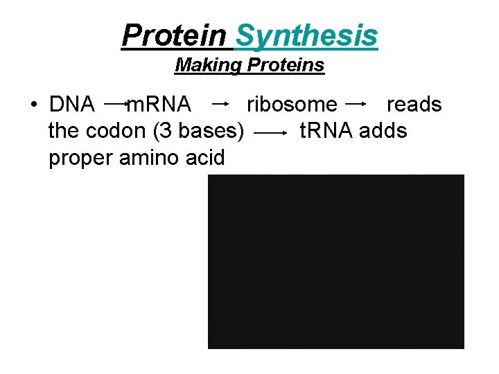 Protein Synthesis Making Proteins • DNA m. RNA ribosome reads the codon (3 bases)