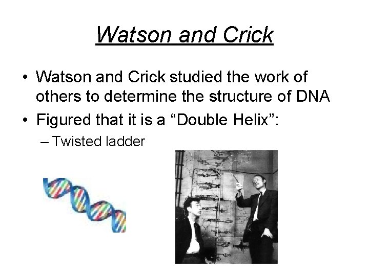 Watson and Crick • Watson and Crick studied the work of others to determine