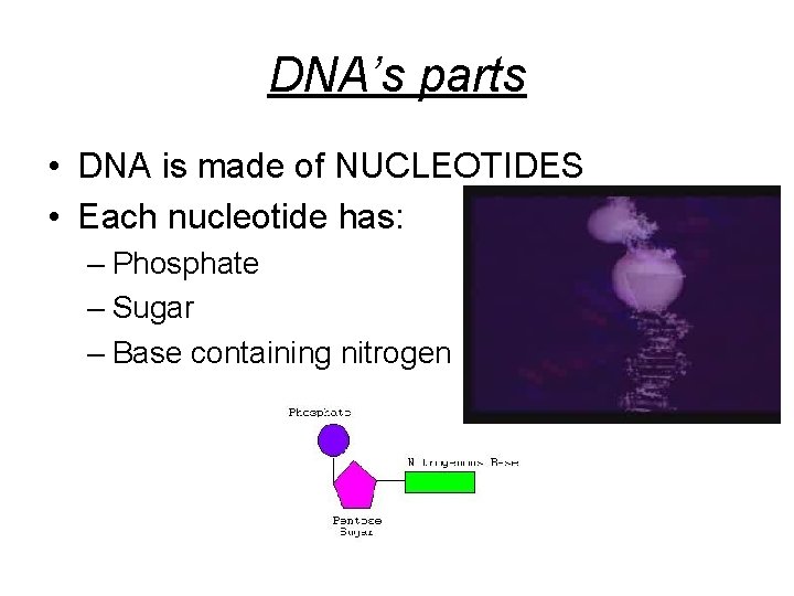 DNA’s parts • DNA is made of NUCLEOTIDES • Each nucleotide has: – Phosphate