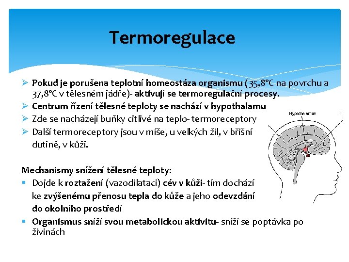 Termoregulace Ø Pokud je porušena teplotní homeostáza organismu (35, 8ºC na povrchu a 37,