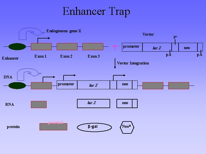 Enhancer Trap Endogenous gene X Vector promoter Enhancer Exon 1 Exon 2 DNA RNA