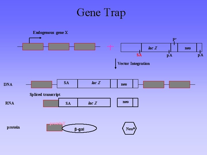 Gene Trap Endogenous gene X P' lac Z SA Vector Integration SA DNA lac