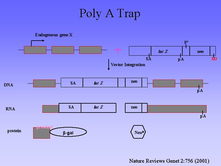 Poly A Trap Endogenous gene X P' lac Z SA neo SD p. A