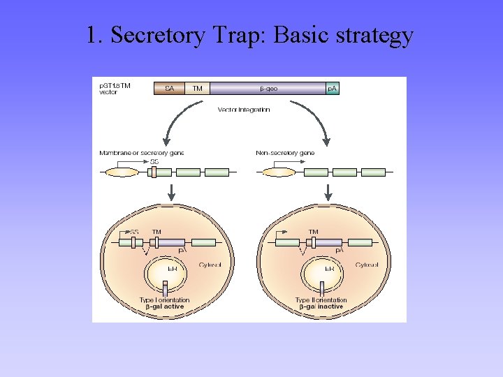 1. Secretory Trap: Basic strategy 