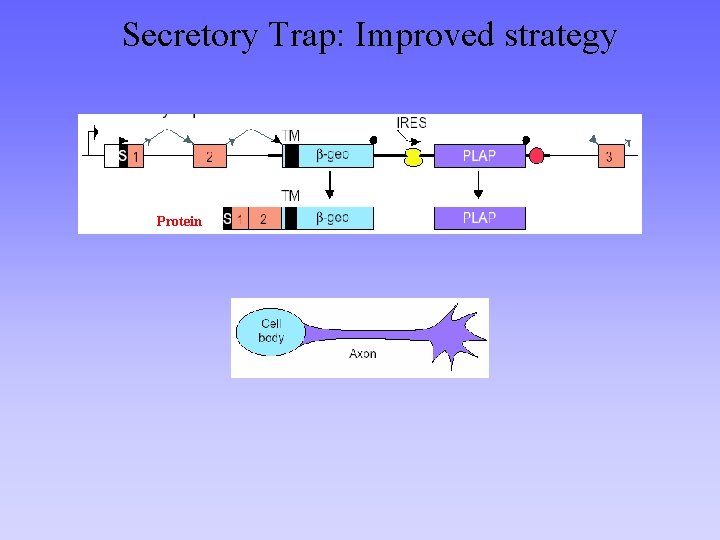 Secretory Trap: Improved strategy Protein 