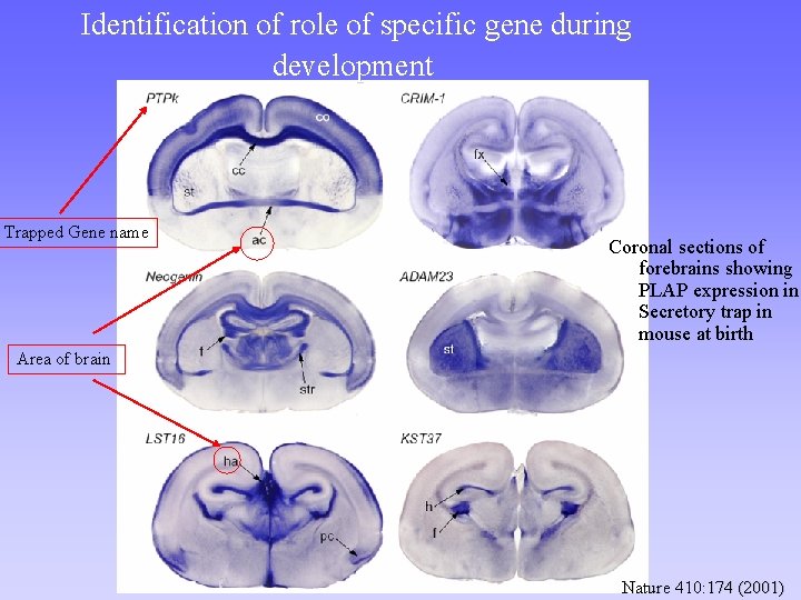 Identification of role of specific gene during development Trapped Gene name Coronal sections of