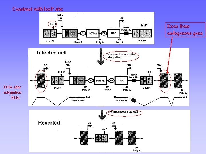 Construct with lox. P site: lox. P DNA after integration RNA Exon from endogenous