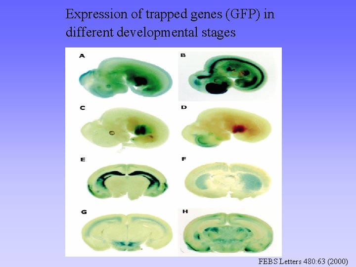 Expression of trapped genes (GFP) in different developmental stages FEBS Letters 480: 63 (2000)