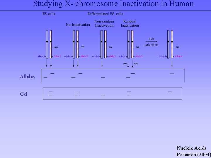 Studying X- chromosome Inactivation in Human Alleles Gel Nucleic Acids Research (2004) 