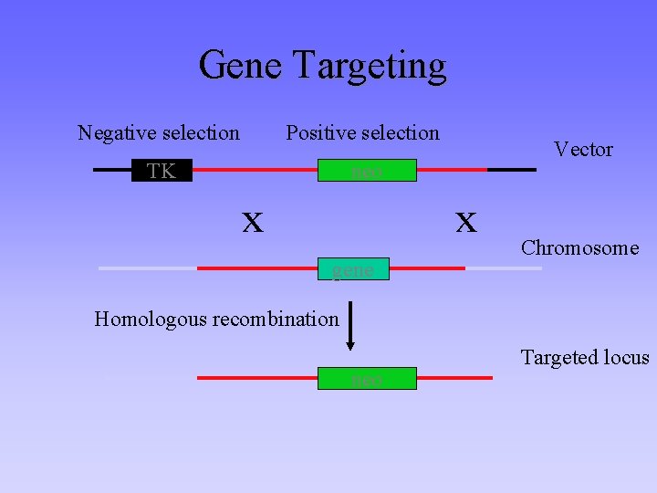 Gene Targeting Negative selection Positive selection TK neo x Vector x gene Chromosome Homologous