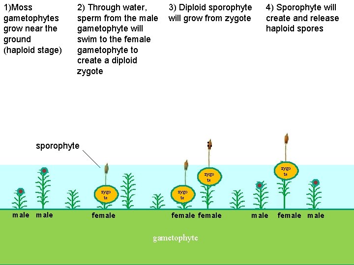 1)Moss gametophytes grow near the ground (haploid stage) 2) Through water, sperm from the