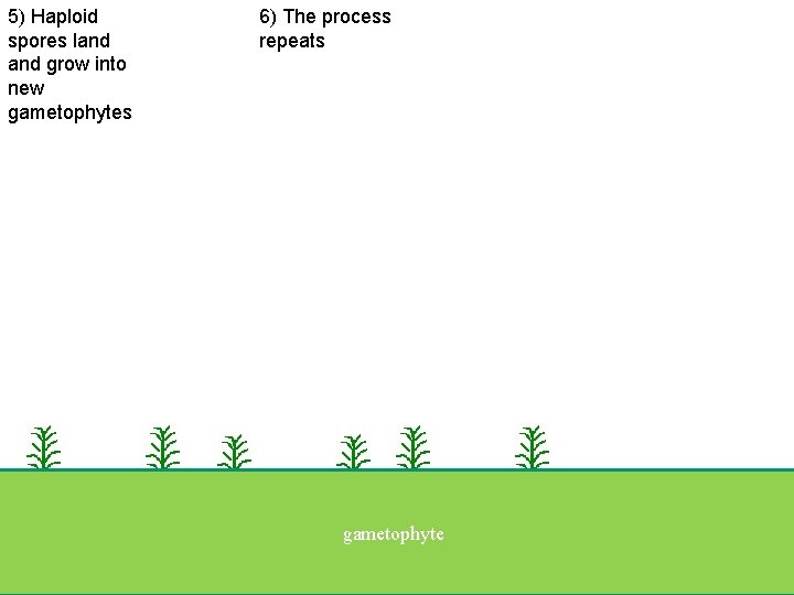 5) Haploid spores land grow into new gametophytes 6) The process repeats gametophyte ground