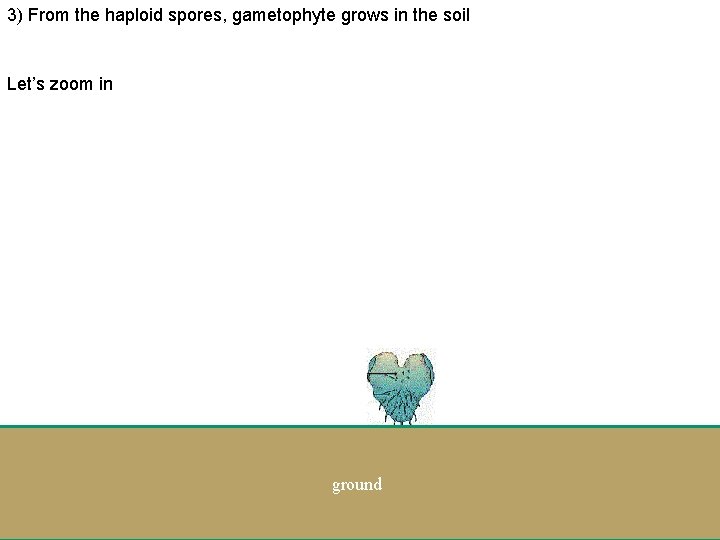 3) From the haploid spores, gametophyte grows in the soil Let’s zoom in ground