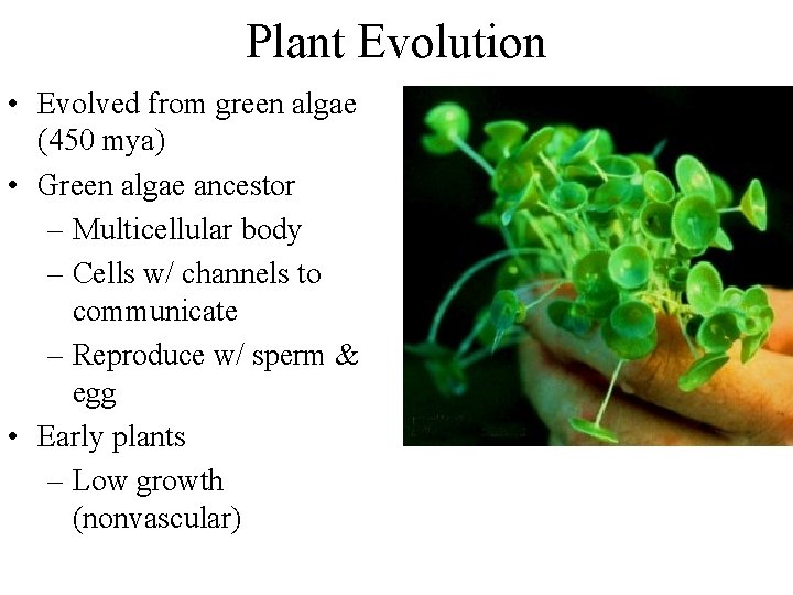 Plant Evolution • Evolved from green algae (450 mya) • Green algae ancestor –
