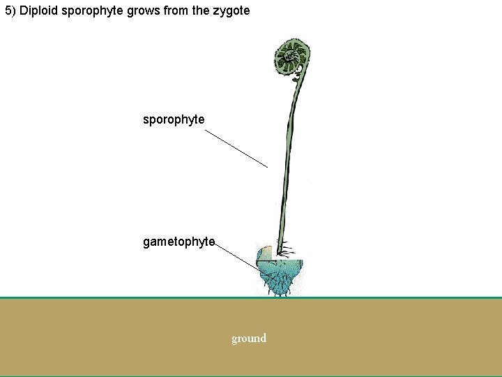 5) Diploid sporophyte grows from the zygote sporophyte gametophyte ground 