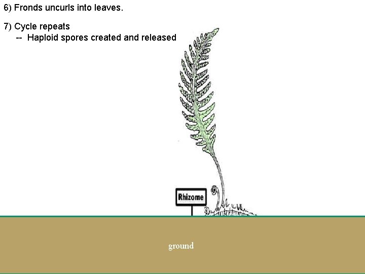 6) Fronds uncurls into leaves. 7) Cycle repeats -- Haploid spores created and released