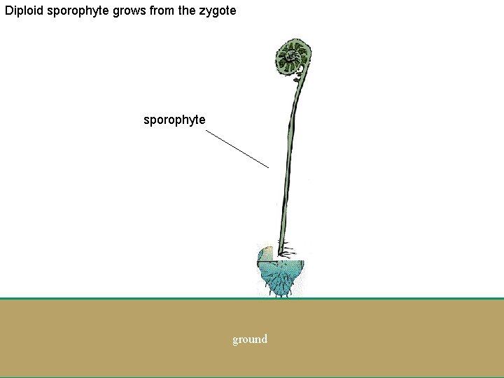Diploid sporophyte grows from the zygote sporophyte ground 