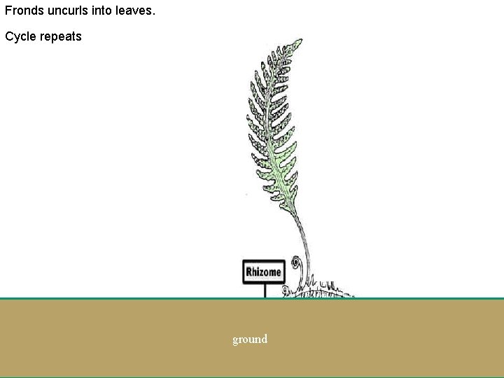 Fronds uncurls into leaves. Cycle repeats . . . ground . 