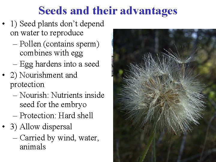 Seeds and their advantages • 1) Seed plants don’t depend on water to reproduce