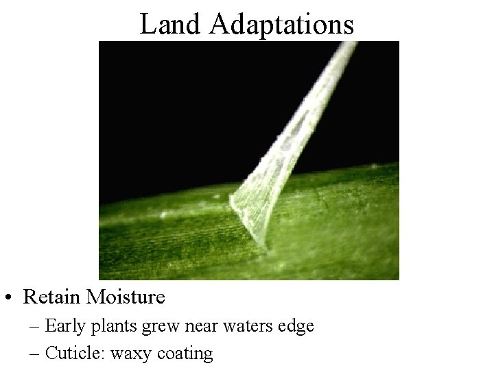 Land Adaptations • Retain Moisture – Early plants grew near waters edge – Cuticle: