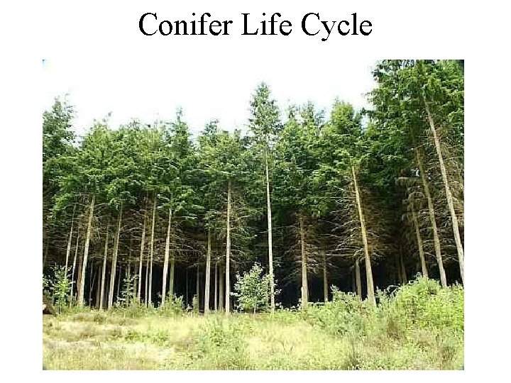 Conifer Life Cycle 