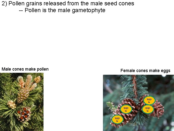 2) Pollen grains released from the male seed cones -- Pollen is the male