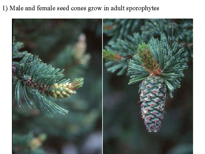 1) Male and female seed cones grow in adult sporophytes 
