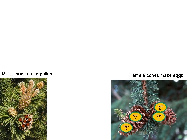 Male cones make pollen Female cones make eggs zygo egg te 